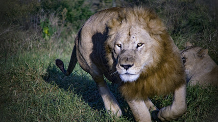 A wild lion, Safari, Game reserve, South Africa