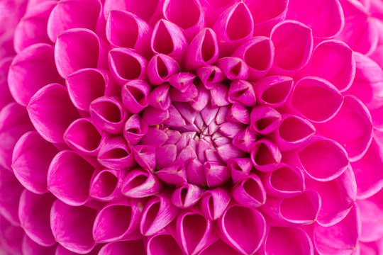 Dahlia ball-barbarry flowers background - top view on pink bright summer blooms for romantic pattern.