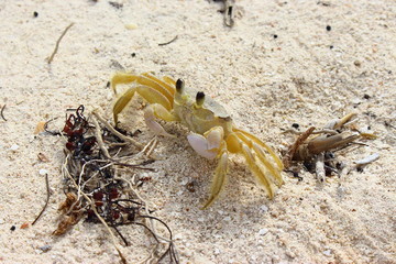 beach crab cuba