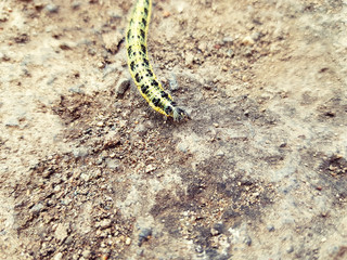 yellow caterpillar on stone