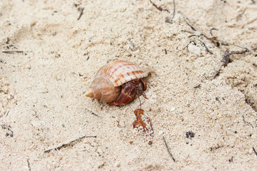 beach crab shell