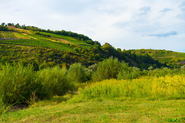 Fototapeta na wymiar landscape in summer in various shades of green