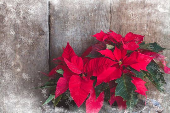 Christmas Poinsettia isolated on the vintage wooden background with snowflakes texture