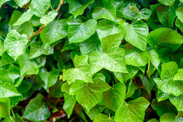 green plant background, raindrops on leaves