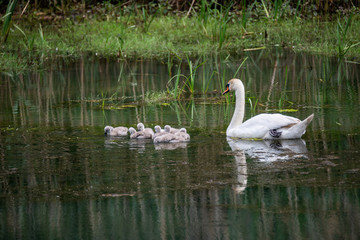 Naklejka na ściany i meble Family of swans with chicks at lake in evening, Germany