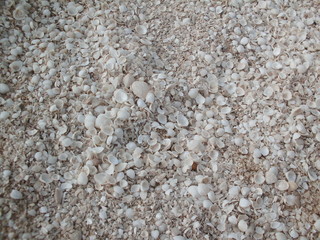 Shell beach