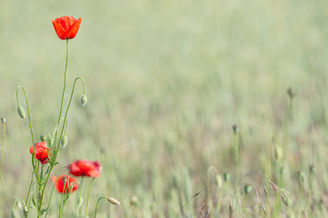 Obraz premium Beautiful red poppies and green grass with smooth background