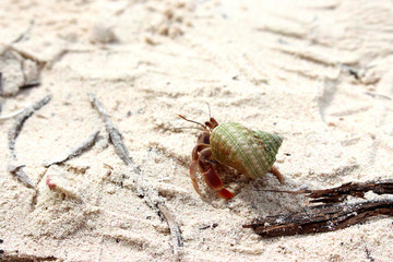 beach crab shell Cuba