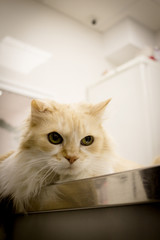 Tabby cat at the veterinarian office