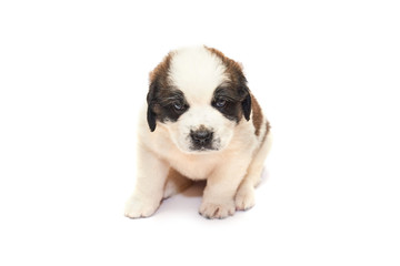 Obraz premium Saint bernard puppy lying