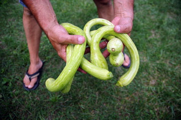 courgette ou zucca