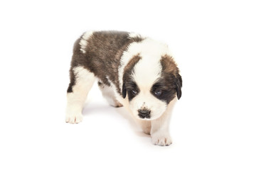 Saint bernard puppy lying