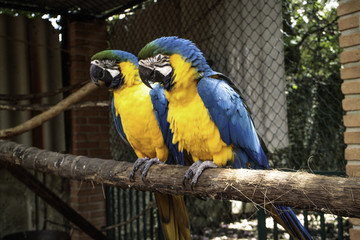 Arara Araras
