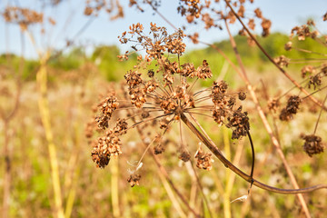 Dry flowers outdoor in nature