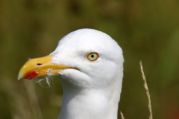 Portrait einer Möwe