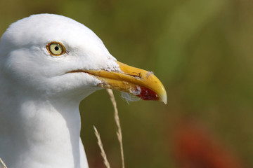 Seitliches Portrait einer Möwe