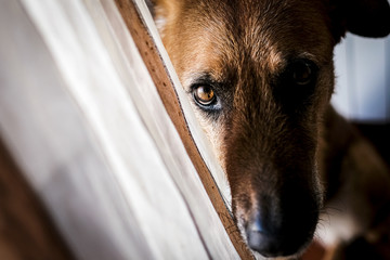 la mirada del perro
