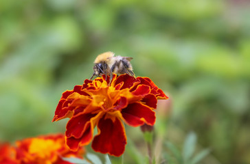 A fluffy bumblebee sits on a flower. 