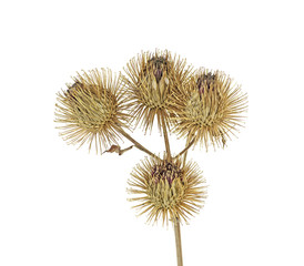 Obraz premium Dried burdock flowers on a white background. Medical plant.