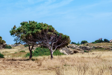 Olive trees in Archaeological park at Kato Paphos