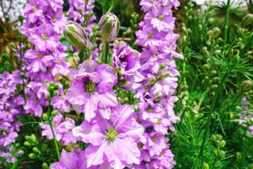 Obraz premium Beautiful purple flowers of Consolida regalis. Forking Larkspur or Rocket larkspur. Selective focus. Can be used as background.