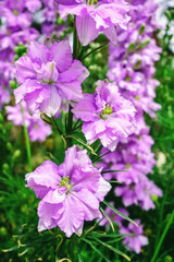Fototapeta na wymiar Beautiful purple flowers of Consolida regalis. Forking Larkspur or Rocket larkspur. Selective focus. Can be used as background.