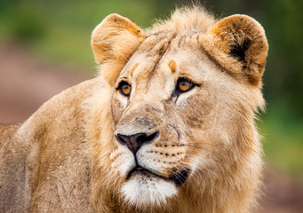 Male Lion Portrait