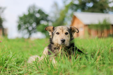 cute shaggy dog ​​lies on the grass in the summer.