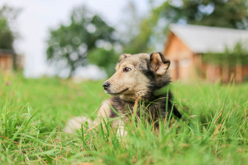 cute shaggy dog ​​lies on the grass in the summer.