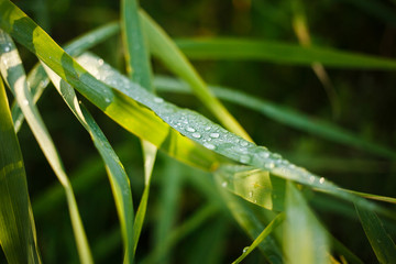 Dew drops on green grass. The dew on the reeds. Morning dew on fresh green grass.