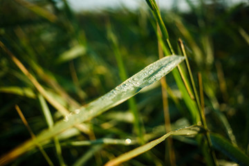 Dew drops on green grass. The dew on the reeds. Morning dew on fresh green grass.