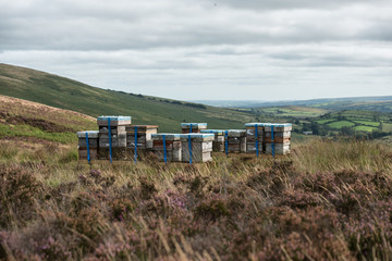 Fototapeta na wymiar Bee Hives on Dartmoor National Park Devon UK