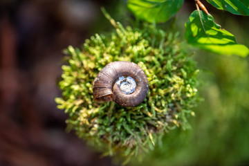 Coquille d'escargot 5