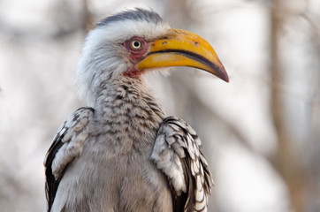 African Cuckoo