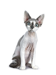 Adorable blue tonkanese point  with white Devon Rex cat kitten girl, sitting a bit tilted front view, isolated on a white background looking straight at camera with gorgeous pastel green eyes