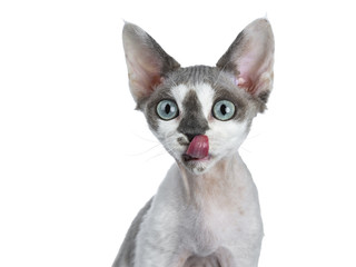Head shot of adorable blue tonkanese point  with white Devon Rex cat kitten girl, isolated on a white background looking straight in lens with gorgeous pastel green eyes sticking tongue out