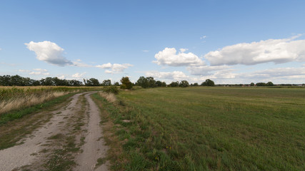 Fototapeta premium Feldweg im Sommer vor blauem Himmel mit Wolken