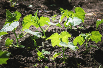Bushes of cucumbers grow in the garden. Gardening, growing vegetables in the garden. Primer for plants.