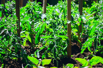 Bushes of tomatoes grow in the garden. Gardening, caring for fruit plants.