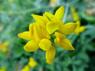 Gros plan d'un lotier des marais (Lotus pedunculatus) fleurissant dans la nature