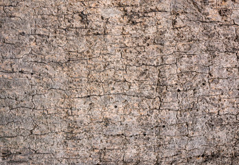 Obraz premium Wooden texture background