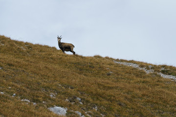 Gämse in der Nähe des Falschkogels am Hahntennjoch