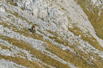 Gämse in der Nähe des Falschkogels am Hahntennjoch