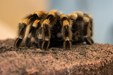 Mexican redknee tarantula, Brachypelma smithi