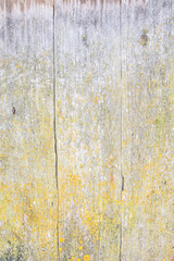 background: grey, sun-bleached boards in a wooden fence with cracks, traces of age and damp, covered with yellow lichen and rot, the vertical