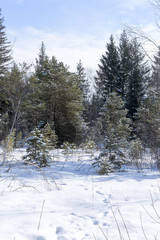 Bog near the Kirchsee lake, Bavaria, in winter