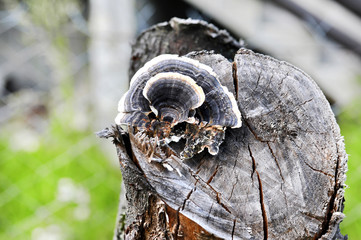 Trametes versicolor mushroom, commonly the turkey tail.A very medicinal mushroom used in medical...