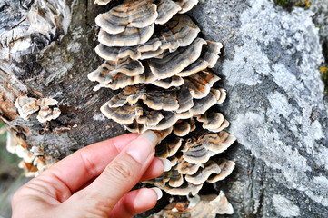 Woman's hand picking Trametes versicolor mushroom, commonly the turkey tail.A very medicinal...