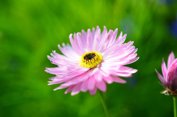 Fototapeta premium Blume