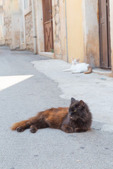 Two cats resting on the street